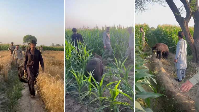 محکمہ وائلڈ لائف نے کھیتوں میں چھپائے گئے 3 کالے ریچھ برآمد کرلئے