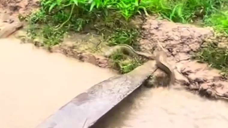 شدید بارشوں کے باعث کیٹ فش پانی سے نکل کر زمین پر آگئیں
