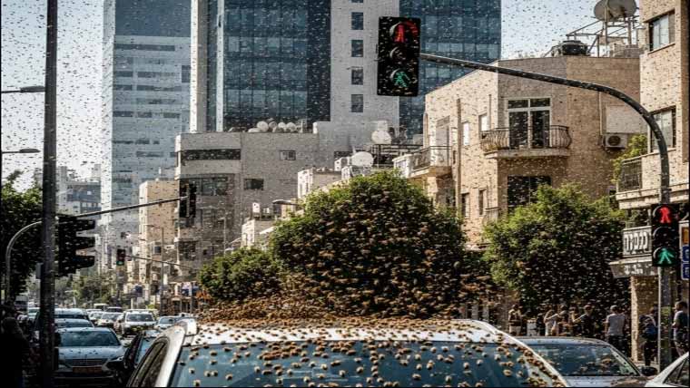 اسرائیل کو قدرت کی سزا، شہد کی مکھیوں کے بڑے جھنڈ سوشل میڈیا پر وائرل