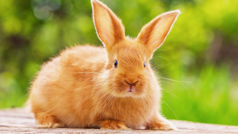 برطانوی پالتو ’ہربی‘ دنیا کا معمر ترین خرگوش قرار