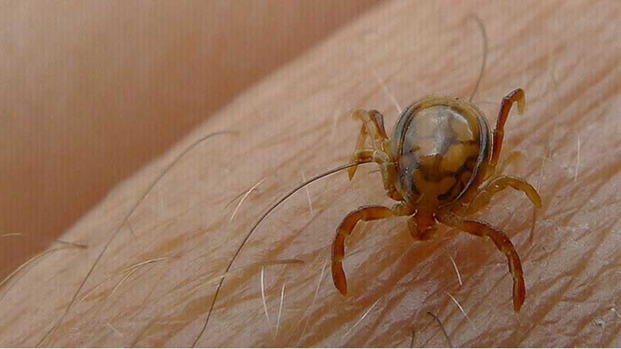 Teen dies of Congo virus in Karachi ahead of Eid