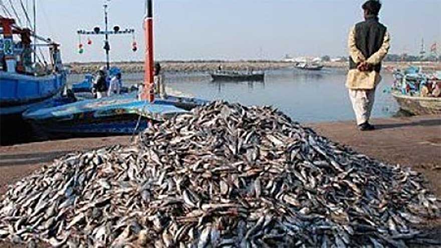 Govt plans fisheries hub in Karachi to boost exports