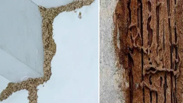 دیمک: خاموش دشمن، بڑا نقصان