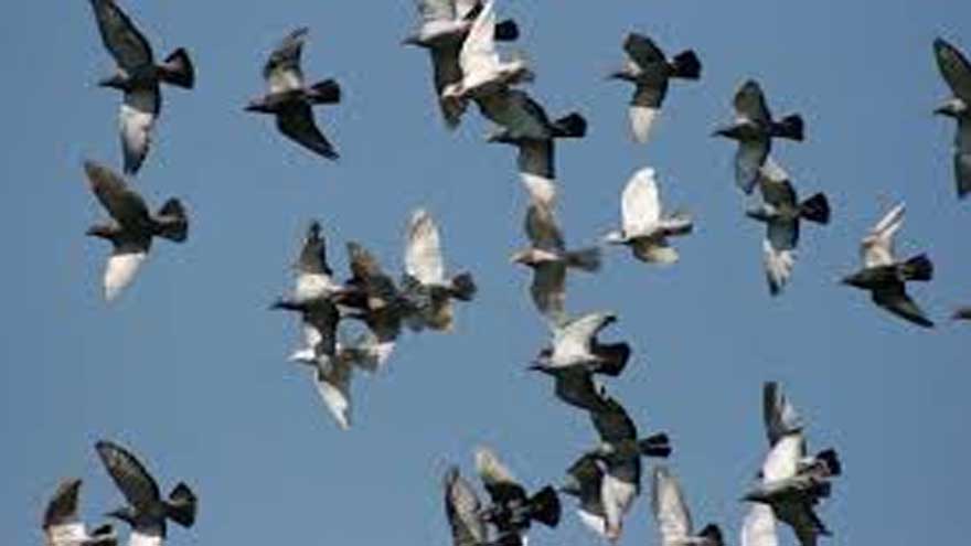 Wildlife Rangers seize 150 pigeons smuggled from Dubai at Lahore Airport