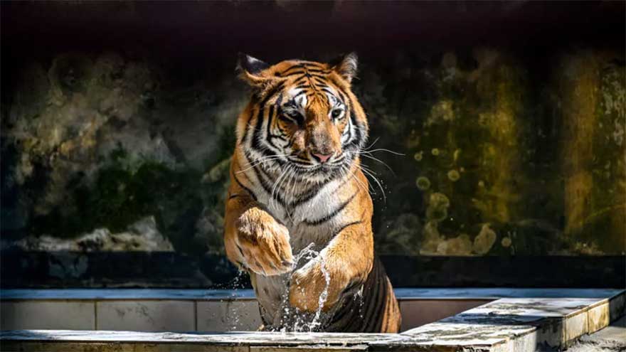 Bangladesh's tigers stalk uncertain future in Sundarbans