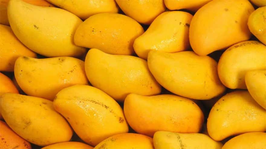 Mango growers urged to focus on improving quality, exports