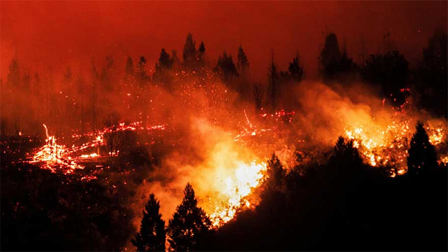 Tropical forest loss eases after record year: researchers