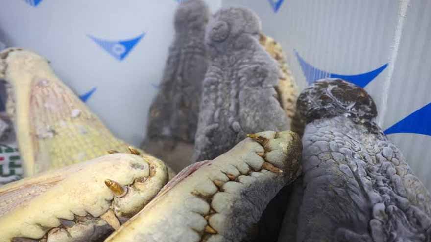 Malaysia's Sarawak grapples with rising crocodile encounters