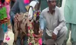 راجن پور میں بکری 18 لاکھ روپے میں فروخت، بھنگڑوں کے ساتھ رخصت