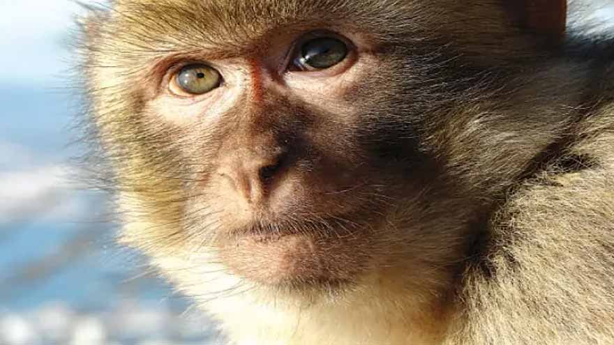 Indonesia traps monkey following two-week rampage that wounded 18 people on Sumatra island