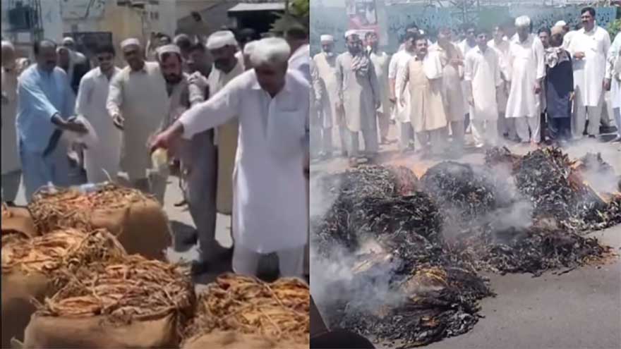Swabi tobacco farmers protest low buying prices, burn 500kg crop