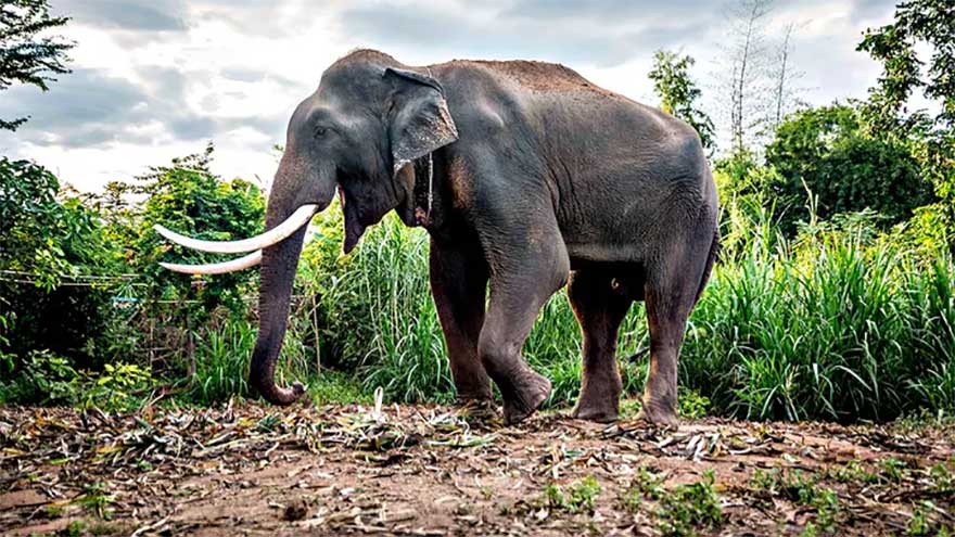 Tourist trampled to death by elephant at Thai national park
