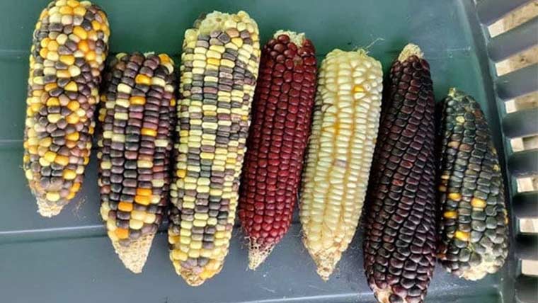 غذائیت سے بھرپور مختلف رنگ کی مکئی تیار