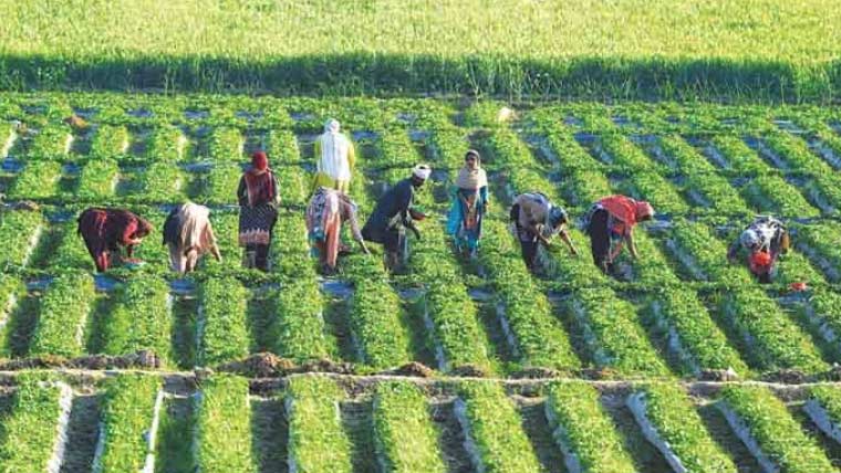 بلوچستان میں زرعی سہولت کاری اور پائیدار ترقی کے اقدامات جاری