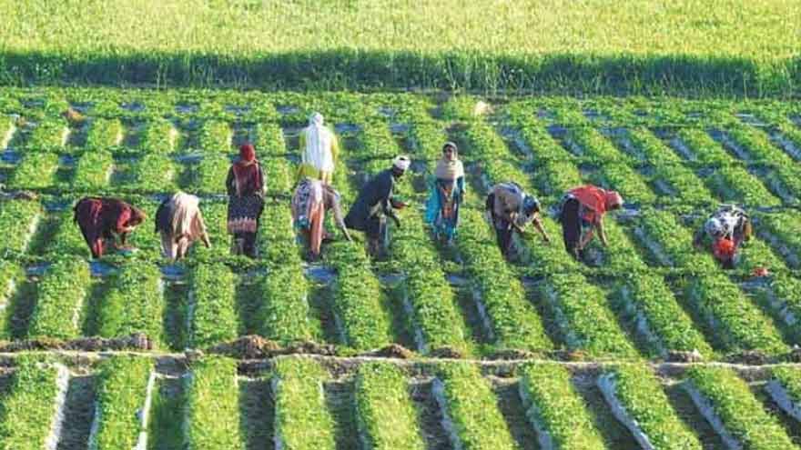 Green corporate initiative partners with Askari bank to boost agriculture in Balochistan