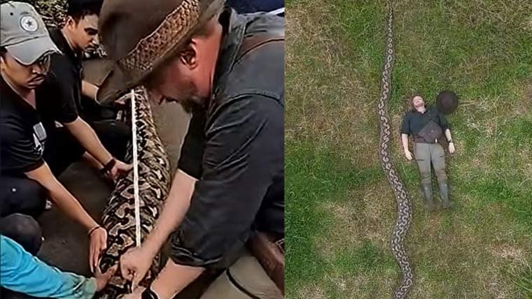 انڈونیشیا میں دنیا کا سب سے لمبا جنگلی سانپ دریافت