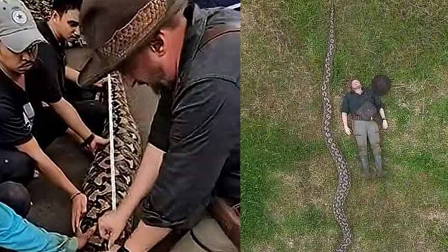 World's longest wild snake found in Indonesia