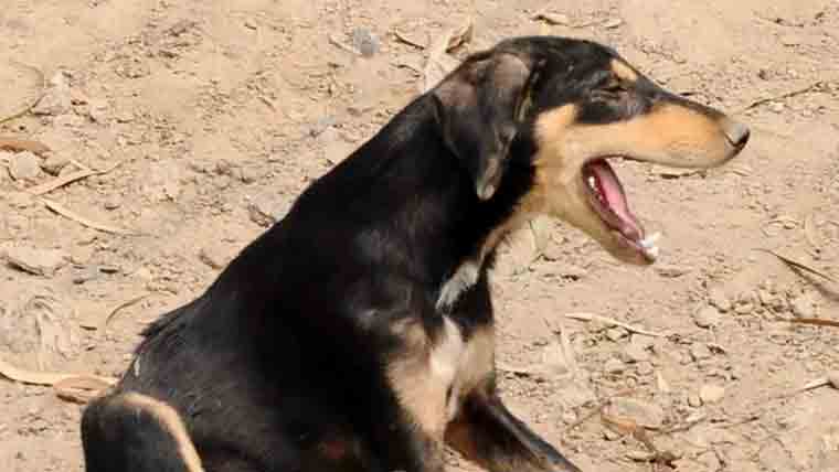 کراچی: پولیو ڈیوٹی پر تعینات پولیس اہلکار کو کتے نے کاٹ لیا، ہسپتال منتقل