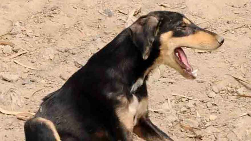 Police officer bitten by dog during polio campaign in Karachi