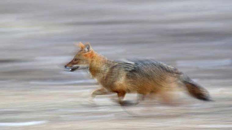 رینالہ خورد کے نواحی گاؤں میں 2 بچوں پر جنگلی گیدڑ کا حملہ