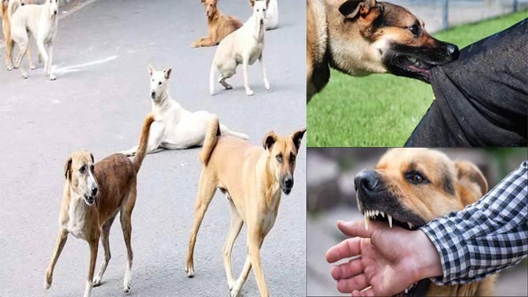 تاندلیانوالہ میں 21 روز کے دوران 26 افراد آوارہ کتوں کے حملوں میں زخمی