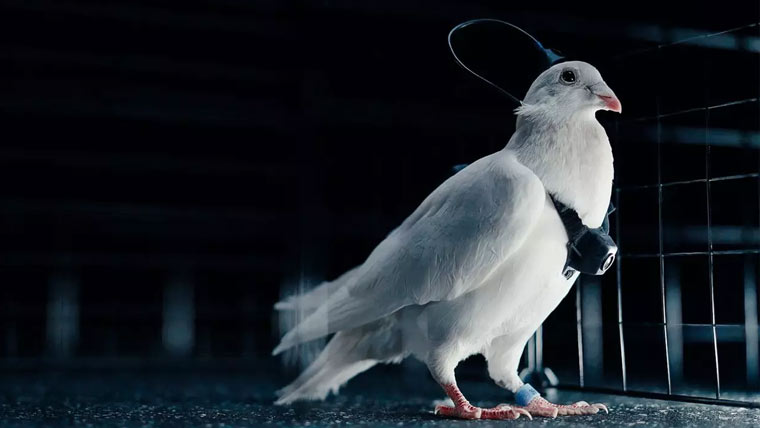 روسی کمپنی کا کبوتروں کو نگران ڈرون میں تبدیل کرنے کا دعویٰ