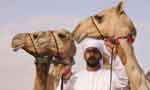 Botox-treated camels disqualified from beauty contest in Oman