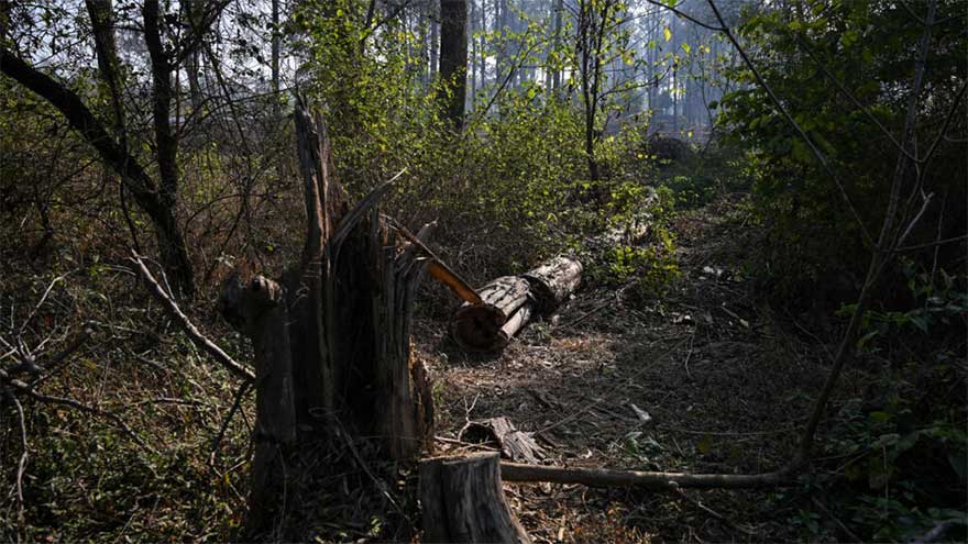 Dunya News Pakistan's capital picks concrete over trees, angering residents