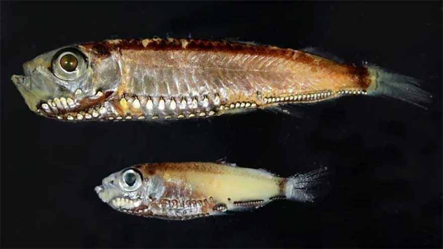Deep-sea fish break the mold with novel visual system