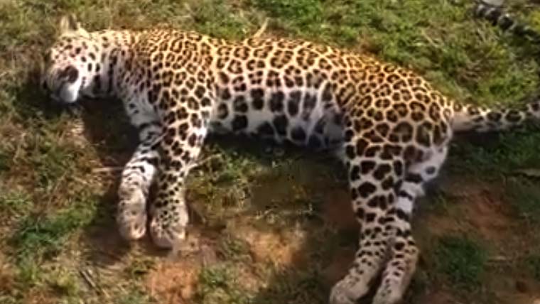 تھائی لینڈ کے نجی پارک میں 72 چیتے خطرناک وائرس سے ہلاک