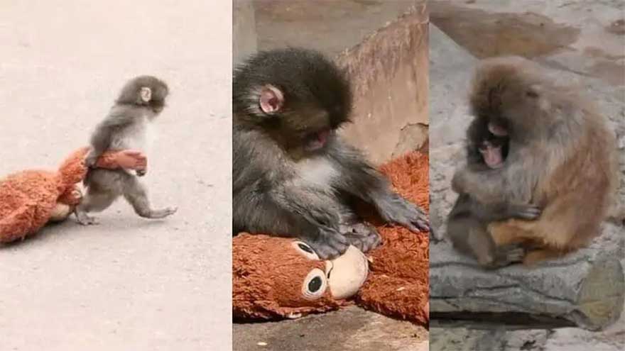 Why the internet can't stop crying over baby monkey Punch's story