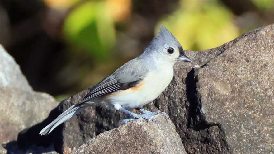 Dunya News Noisy humans harm birds and affect breeding success: study