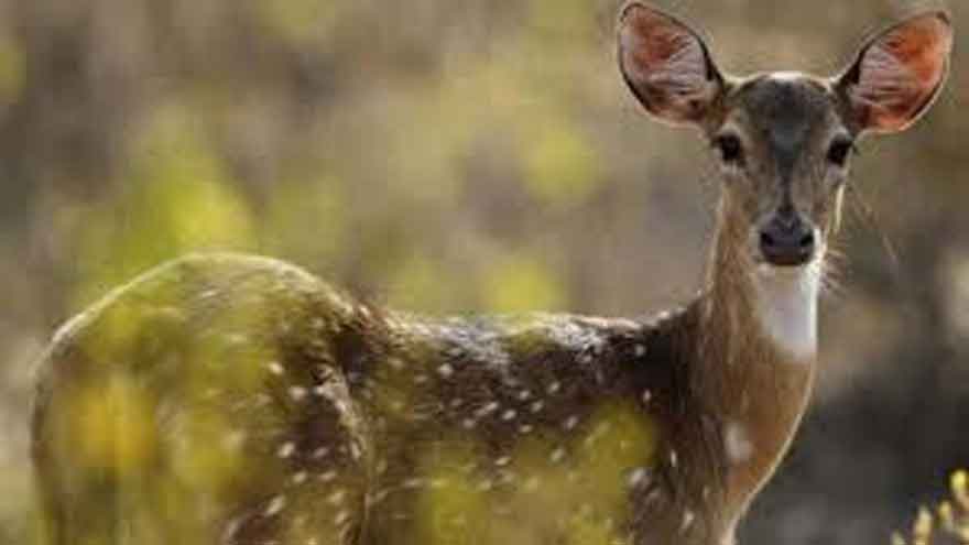 Male deer attack kills two juvenile females at Bagh-e-Jinnah Lahore