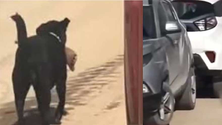 Stray dog runs off with amputated leg from hospital in Shimla