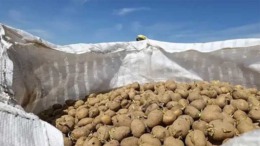 Punjab secures over 500,000-tonne potato export orders