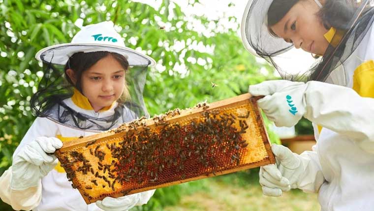 دبئی: سکول میں شہد کی مکھیوں کا چھتہ نصب، جونیئر بیکیپرز پروگرام کا آغاز