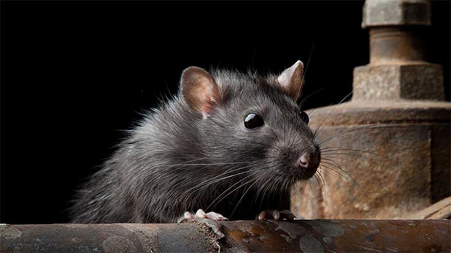 Court acquits man after police claim rats ate seized 200-kg drugs