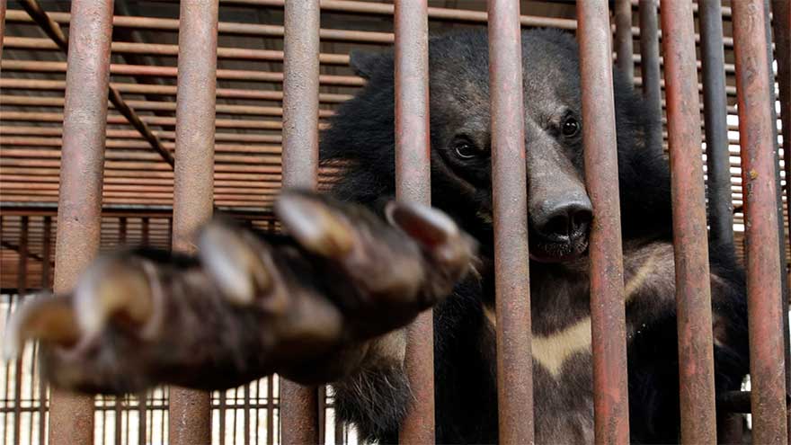 South Korea will end breeding of bears and extraction of their bile