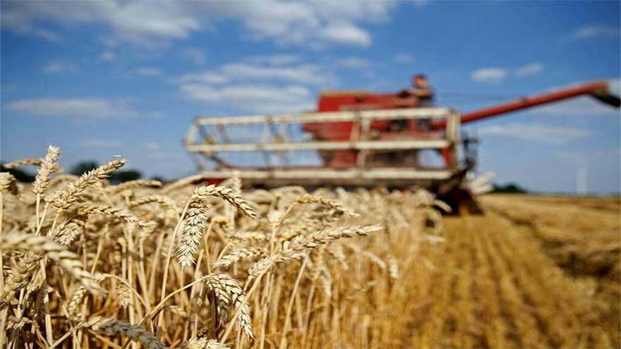 Punjab launches wheat yield competition 2025-26