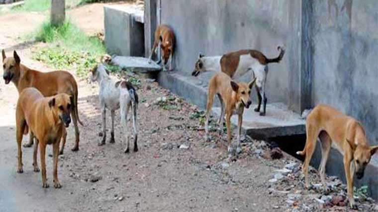 میلسی میں آوارہ کتوں کے حملے سے معمر خاتون جاں بحق
