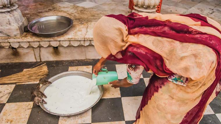 چوہے 200 کلو چرس کھا گئے، منشیات سمگلنگ کا مرکزی ملزم رہا