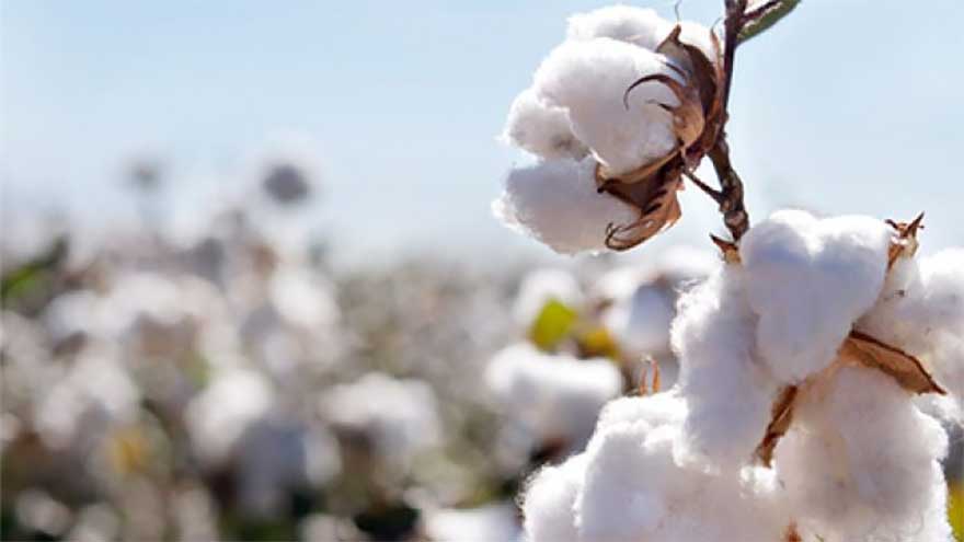 Pakistan's cotton sector showed signs of recovery during 2025 season