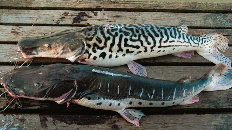 سکھر میں ماہی گیر نے سمندر سے لاطینی امریکا کی منفرد مچھلی پکڑ لی، سب حیران