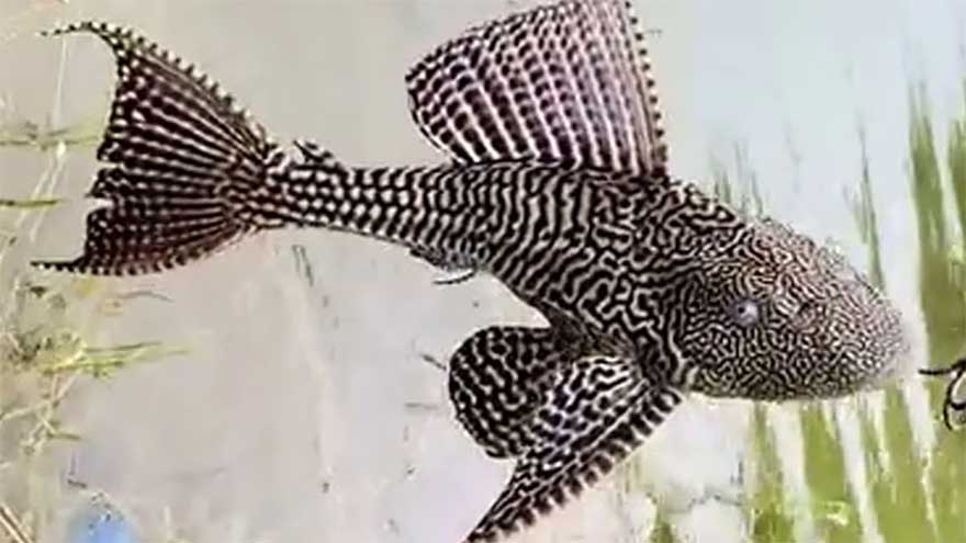 Presence of exotic fish in Sindh, Lower Punjab waters threatens aquatic biodiversity