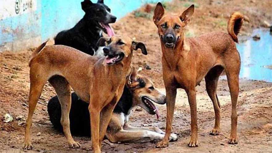 Alarming 859 dog bite cases reported in Karachi during past five days