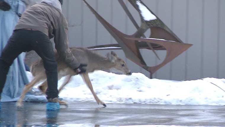 امریکی شہری کے گھر میں گھسا ہرن 2 دن تک تہہ خانے میں پھنسا رہا