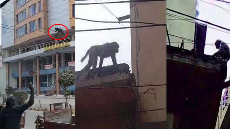 گجرات میں جنگلی بندروں سے اُدھم مچا دیا، محکمہ لائیوسٹاک پکڑنے میں ناکام