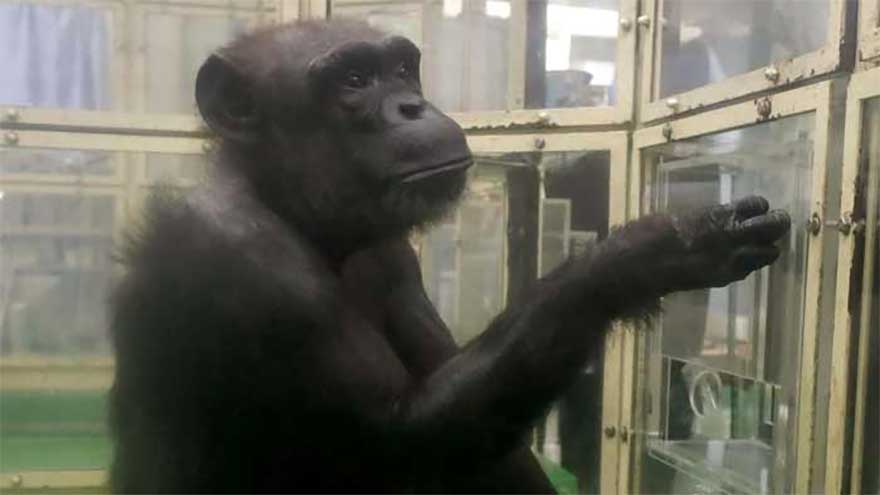 'Genius' chimpanzee, who took part in studies, dies aged 49 
