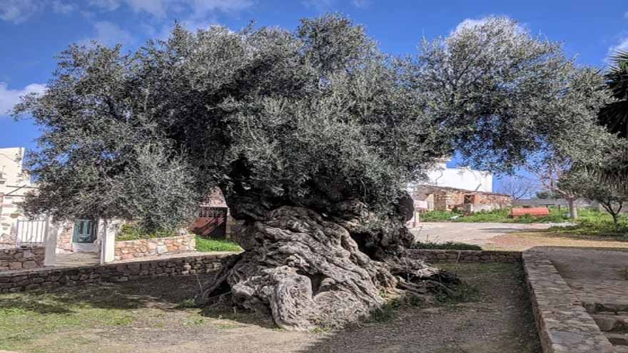 Ancient olive tree older than time of Jesus still bears fruit in Greece