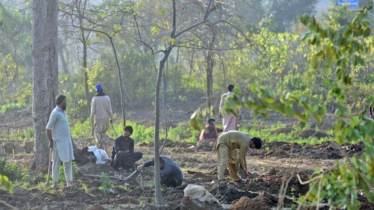 اسلام آباد میں درختوں کی کٹائی پر سینیٹ کمیٹی متحرک، چیئرمین سی ڈی اے طلب
